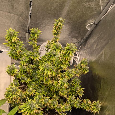 #51 AK47 growlog timeline photo