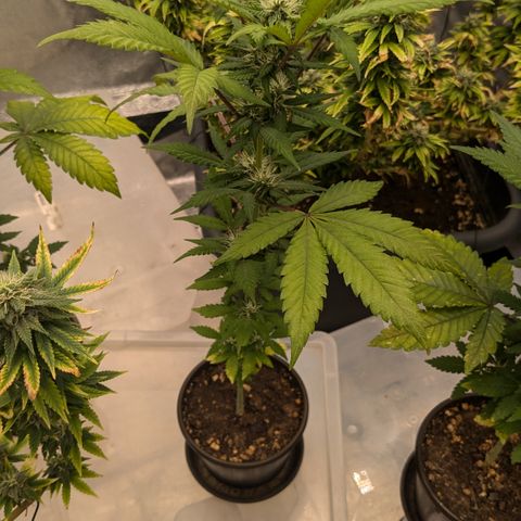 #54 Purple Haze growlog timeline photo