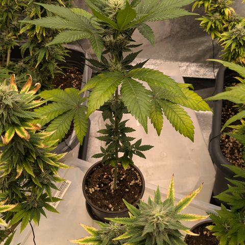#56 Purple Haze growlog timeline photo