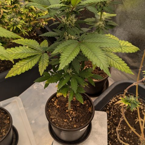 #55 Purple Haze growlog timeline photo