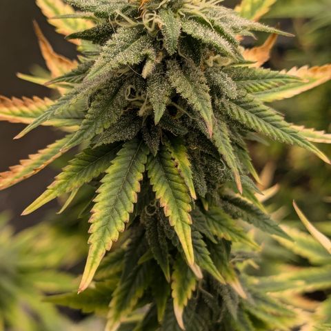 #49 AK47 growlog timeline photo