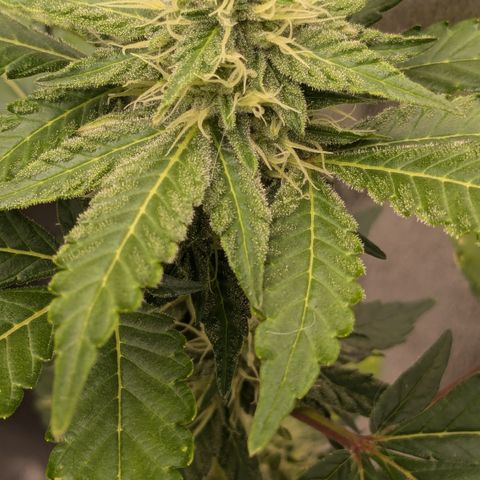 #52 Purple Haze growlog timeline photo