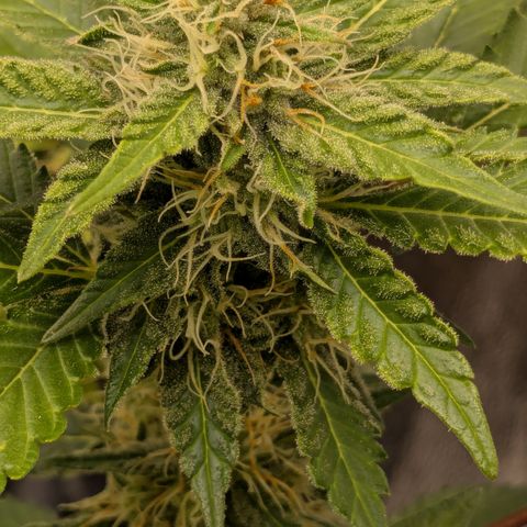 #52 Purple Haze growlog timeline photo