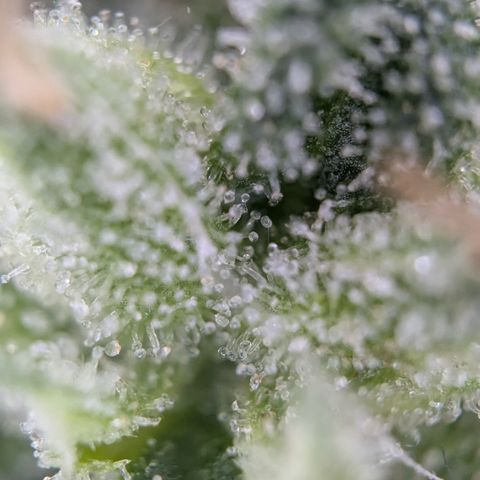 #31.3 White Widow growlog timeline photo