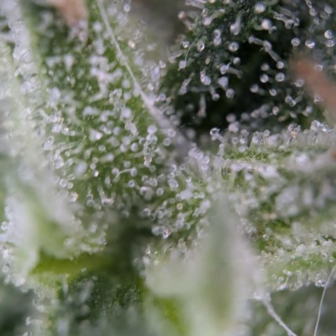 #31.3 White Widow growlog timeline photo