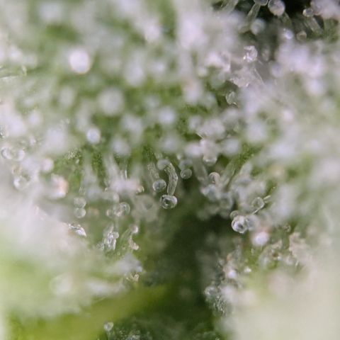 #31.3 White Widow growlog timeline photo