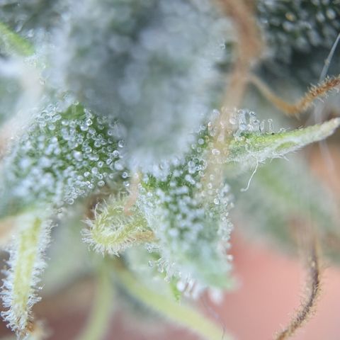 #31.3 White Widow growlog timeline photo