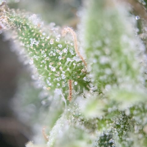 #31.3 White Widow growlog timeline photo