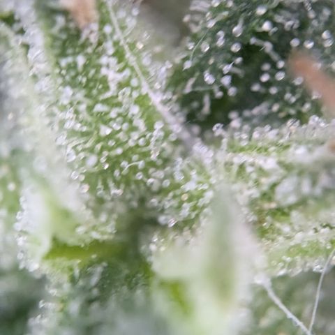 #31.3 White Widow growlog timeline photo