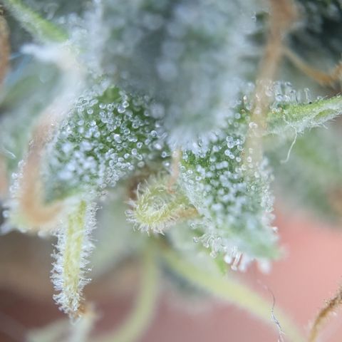 #31.3 White Widow growlog timeline photo