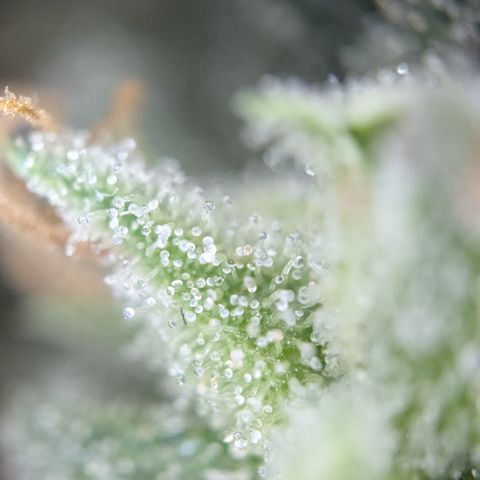 #31.3 White Widow growlog timeline photo