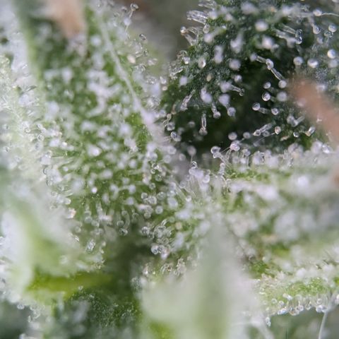 #31.3 White Widow growlog timeline photo
