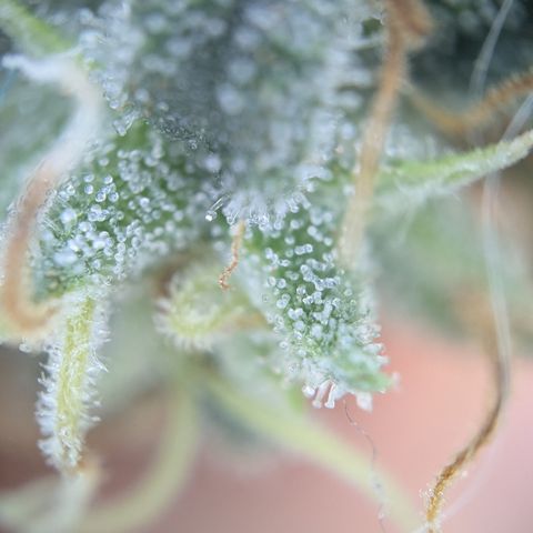 #31.3 White Widow growlog timeline photo