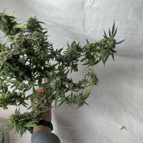 #31.3 White Widow growlog timeline photo