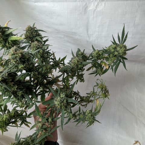 #31.3 White Widow growlog timeline photo