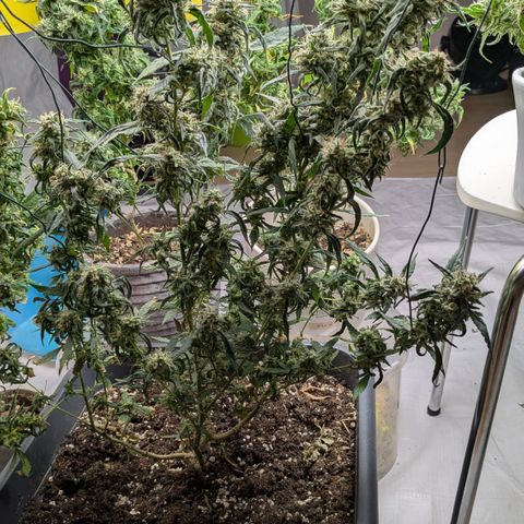 #31.8 White Widow growlog timeline photo