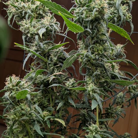 #31.8 White Widow growlog timeline photo