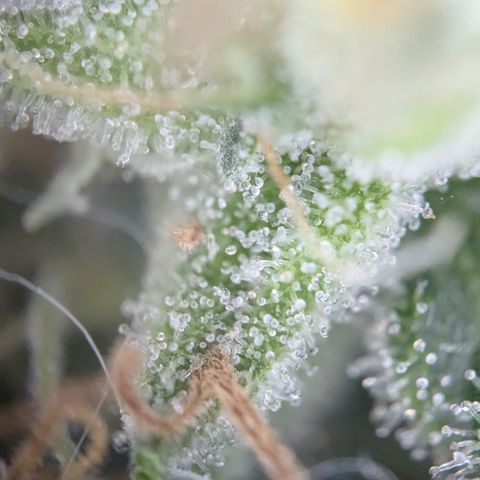 #31.8 White Widow growlog timeline photo