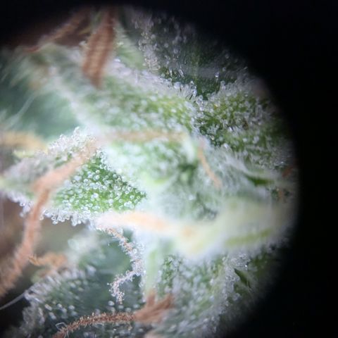#31.8 White Widow growlog timeline photo