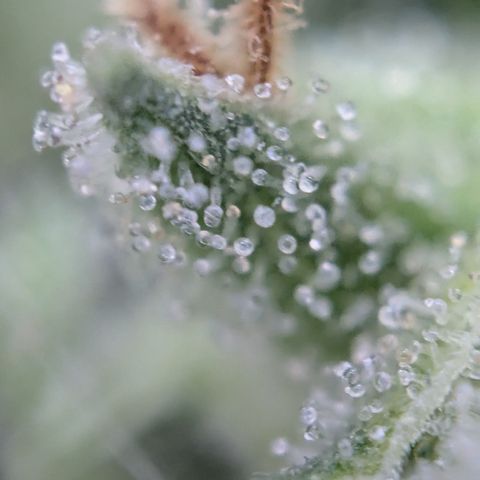 #31.8 White Widow growlog timeline photo