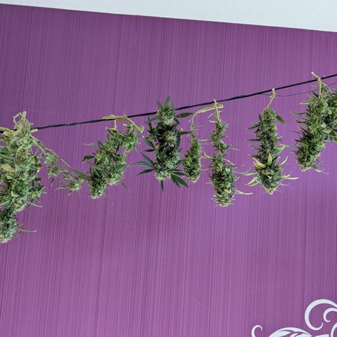 #31.3 White Widow growlog timeline photo