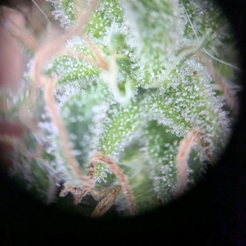 #31.8 White Widow growlog timeline photo