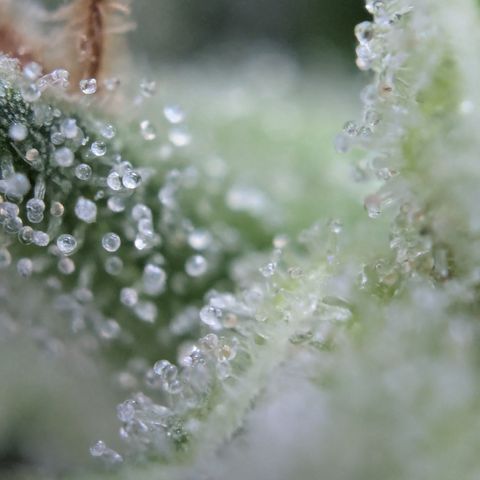 #31.8 White Widow growlog timeline photo