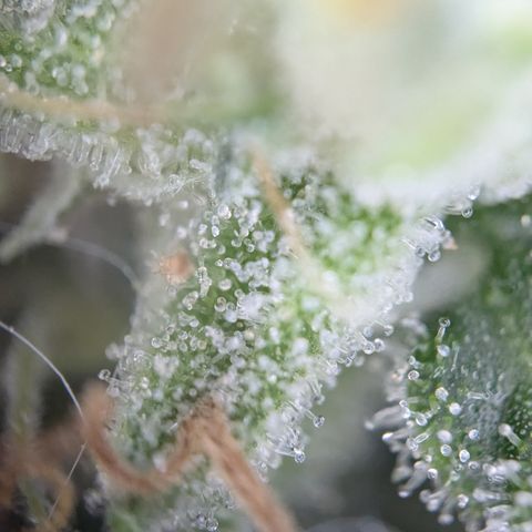 #31.8 White Widow growlog timeline photo