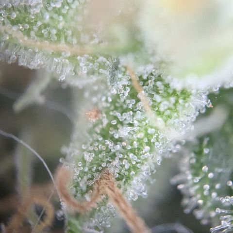 #31.8 White Widow growlog timeline photo