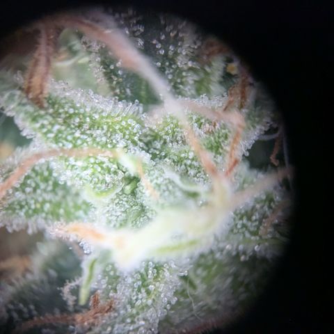 #31.8 White Widow growlog timeline photo