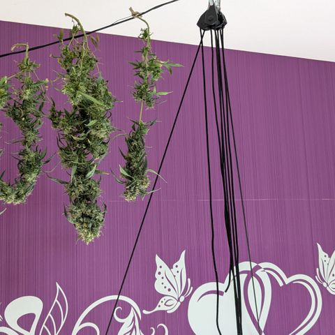 #31.8 White Widow growlog timeline photo