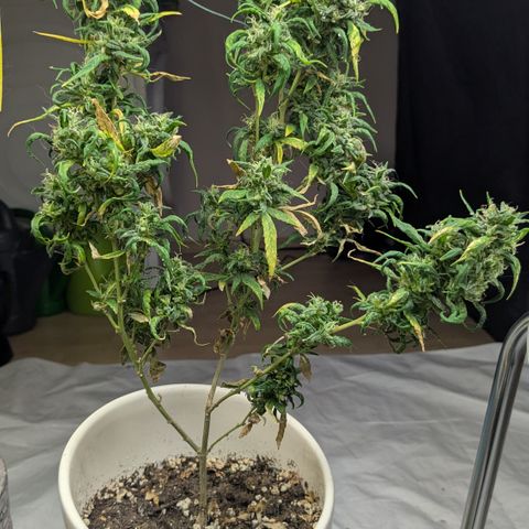 #31.6 White Widow growlog timeline photo