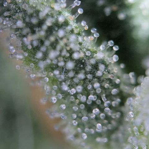 #31.6 White Widow growlog timeline photo