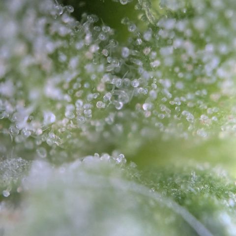 #31.6 White Widow growlog timeline photo