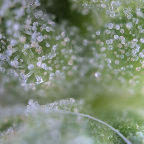 #31.6 White Widow growlog timeline photo