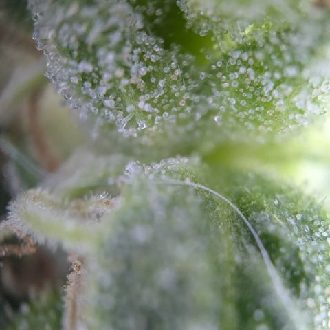 #31.6 White Widow growlog timeline photo
