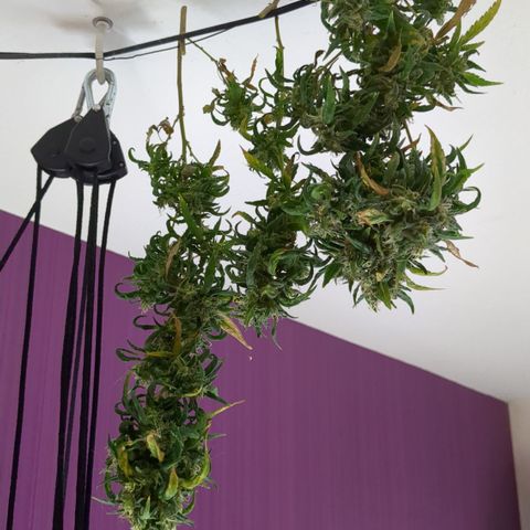 #31.6 White Widow growlog timeline photo