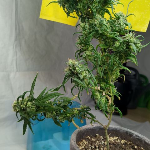 #31.7 White Widow growlog timeline photo
