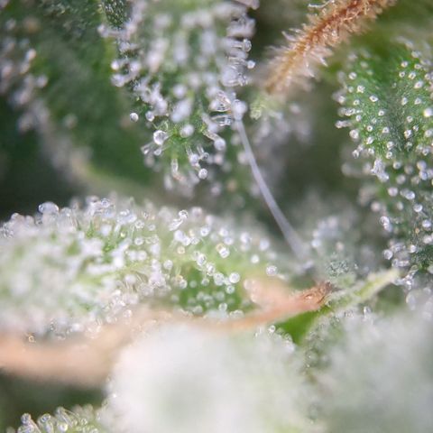 #31.7 White Widow growlog timeline photo