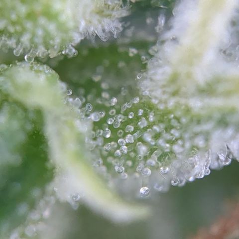 #31.7 White Widow growlog timeline photo