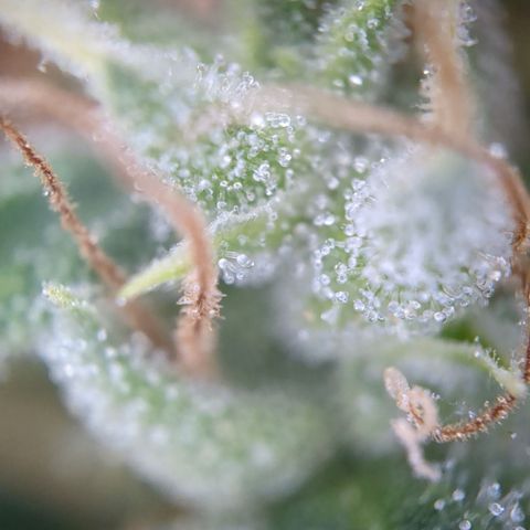 #31.7 White Widow growlog timeline photo