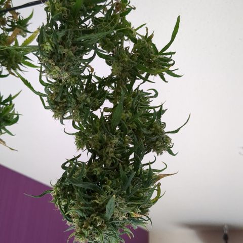 #31.7 White Widow growlog timeline photo