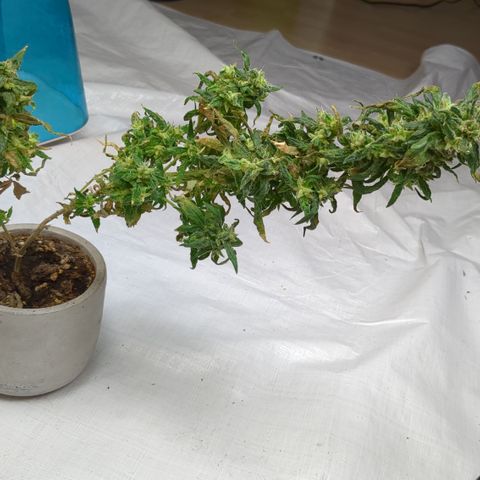 #31.4 White Widow growlog timeline photo