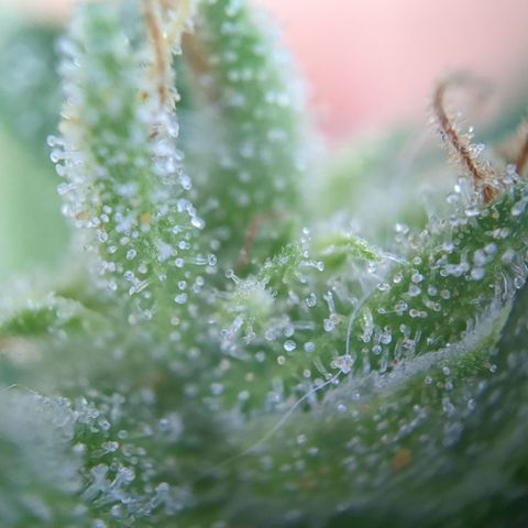#31.4 White Widow growlog timeline photo
