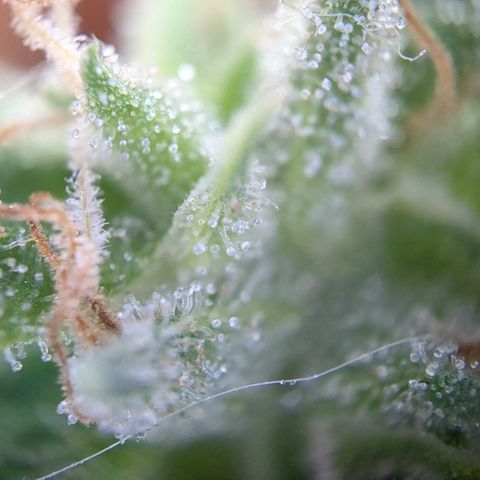 #31.4 White Widow growlog timeline photo