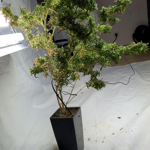 #31.5 White Widow growlog timeline photo