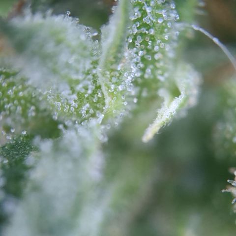 #31.5 White Widow growlog timeline photo