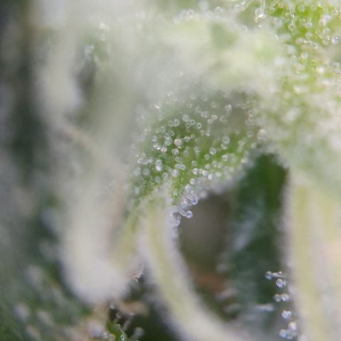 #31.5 White Widow growlog timeline photo