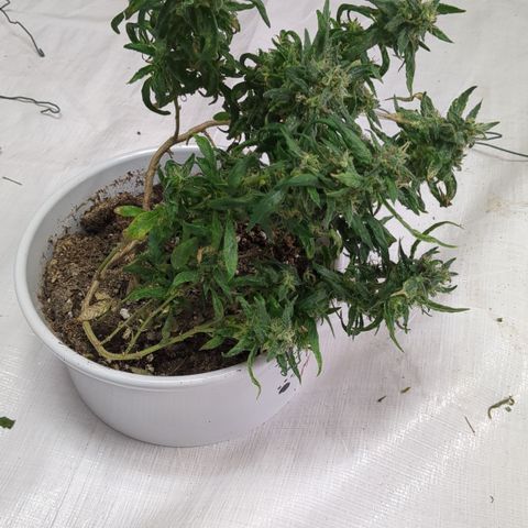 #31.10 Katzengras growlog timeline photo