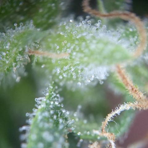 #31.10 Katzengras growlog timeline photo